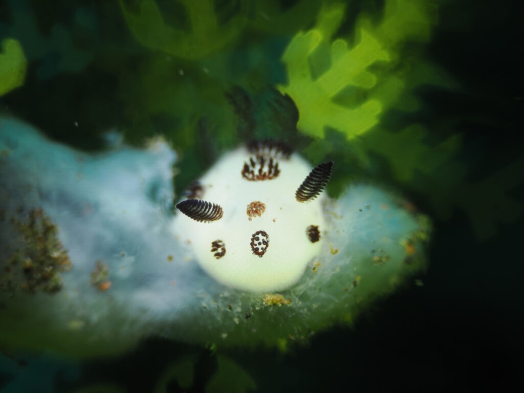 OM-1 : 90mm : f/8 : 1/200sec : ISO-200