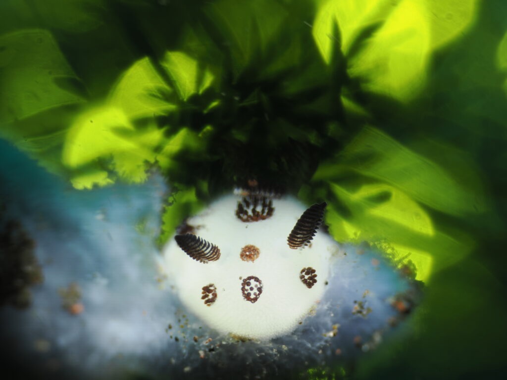 OM-1 : 90mm : f/8 : 1/200sec : ISO-200