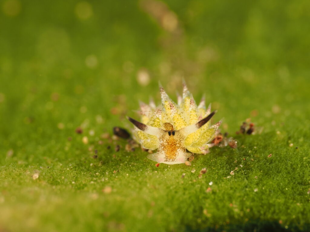 OM-1 : 90mm : f/22 : 1/250sec : ISO-320