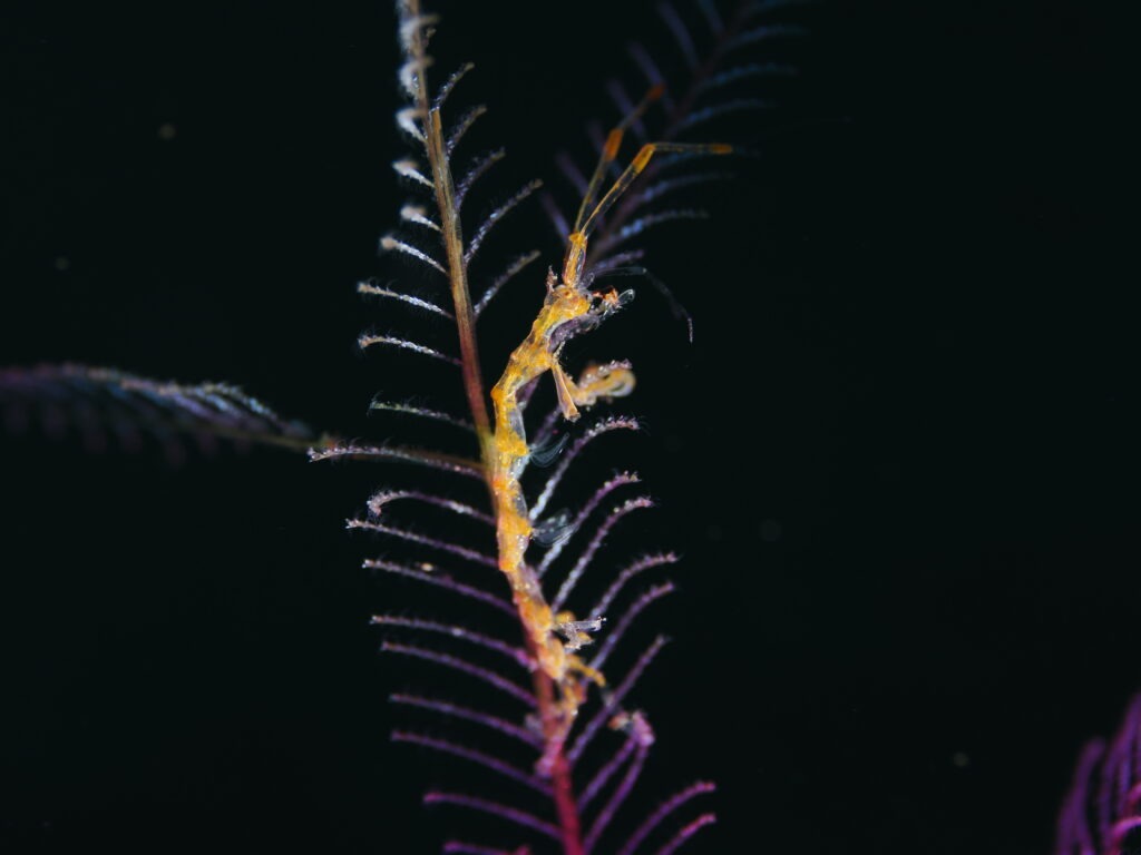 OM-1 : 90mm : f/7.1 : 1/250sec : ISO-200
