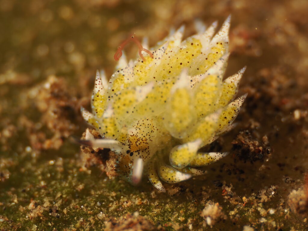 OM-1 : 90mm : f/11 : 1/250sec : ISO-250