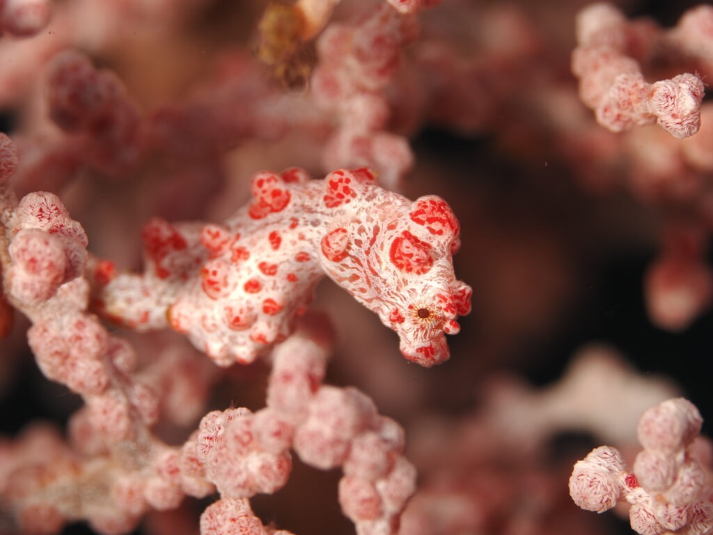 OM-1 : 90mm : f/13 : 1/250sec : ISO-100