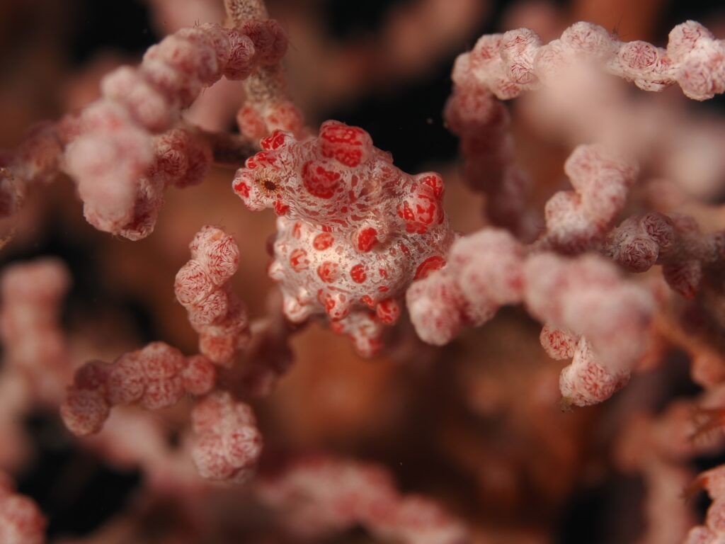 OM-1 : 90mm : f/13 : 1/250sec : ISO-100