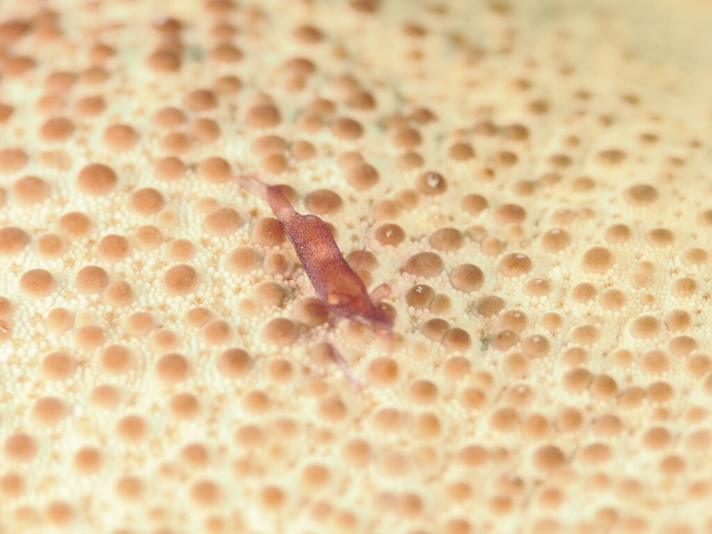 OM-1 : 90mm : f/11 : 1/250sec : ISO-200