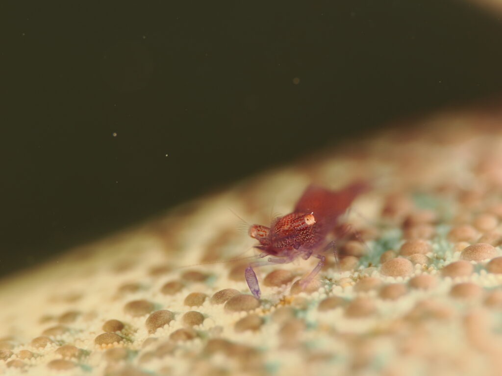 OM-1 : 90mm : f/11 : 1/250sec : ISO-200