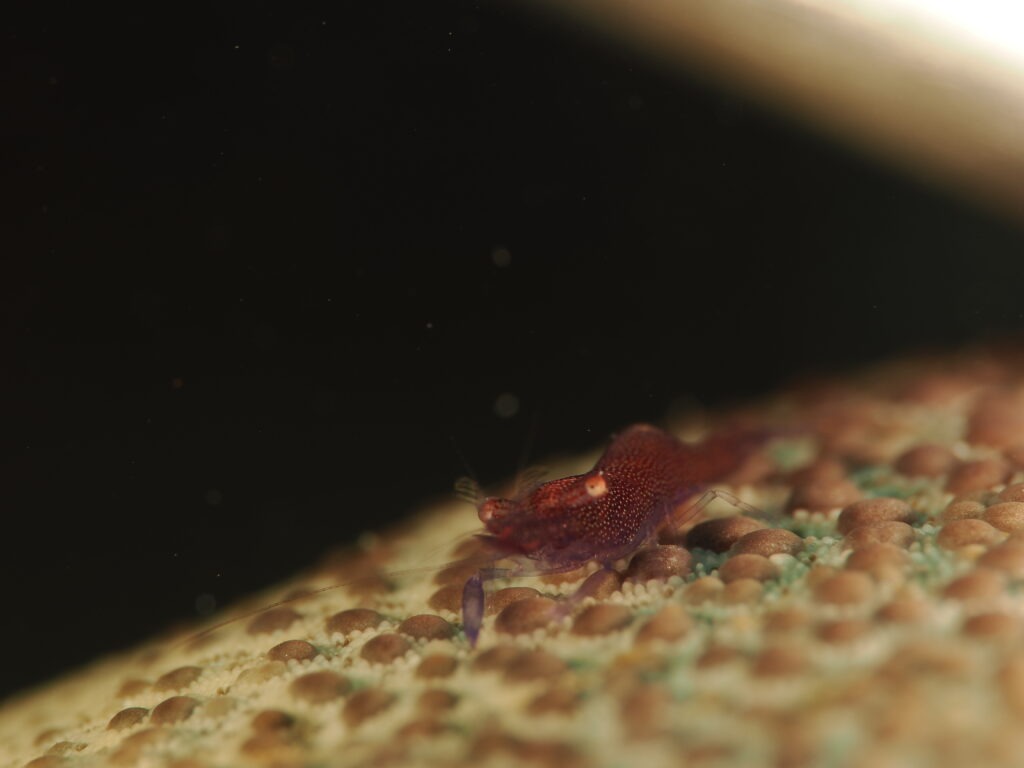 OM-1 : 90mm : f/16 : 1/250sec : ISO-200